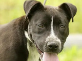 Adoption disponible : chiot mâle de 10 mois