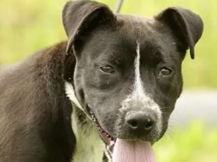Adoption disponible : chiot mâle de 10 mois