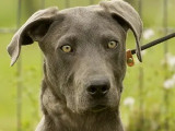 À la recherche d'un foyer : chiot mâle gris