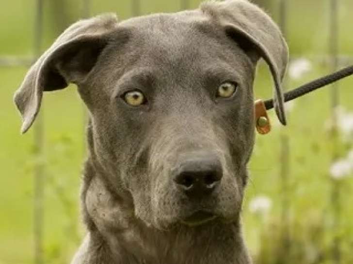 À la recherche d'un foyer : chiot mâle gris