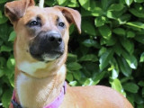 Chienne beige disponible à l'adoption