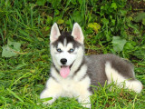 5 chiots Husky Sibérien LOF à vendre
