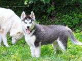 5 chiots Husky Sibérien LOF à vendre