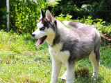 5 chiots Husky Sibérien LOF à vendre