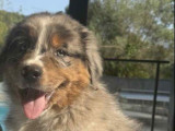 4 chiots Bergers Australiens LOF à vendre