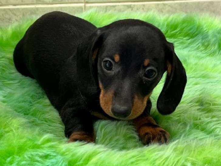 À réserver, 1 chiot mâle Teckel Nain (LOF)