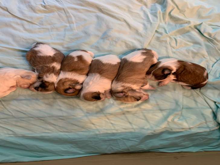 Chiots de type Coton de Tuléar à vendre (5 femelles)