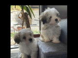 Chiots de type Coton de Tuléar à vendre (5 femelles)