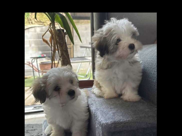 Chiots de type Coton de Tuléar à vendre (5 femelles)