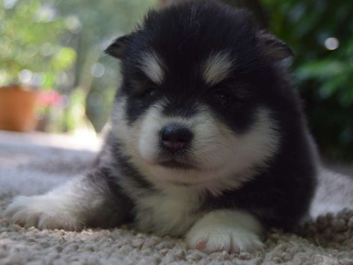 Chiots Pomsky à vendre