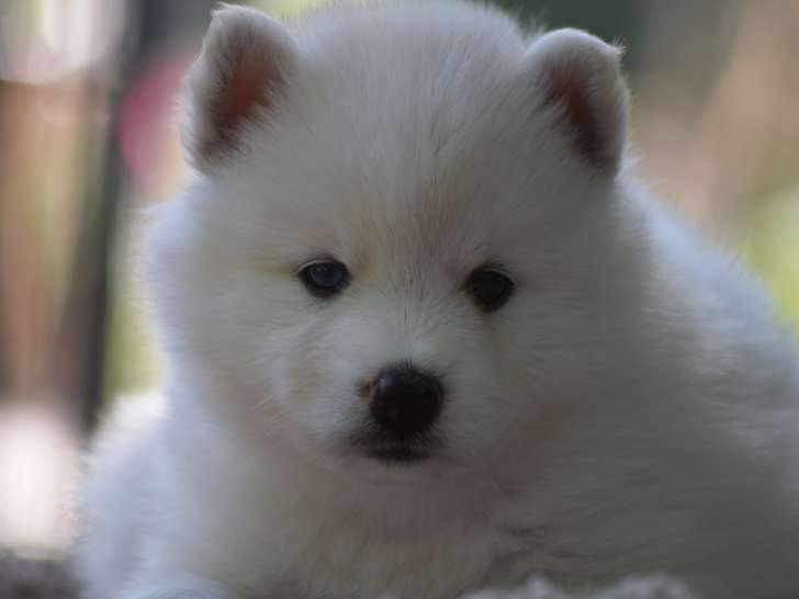 Chiots Pomsky à vendre