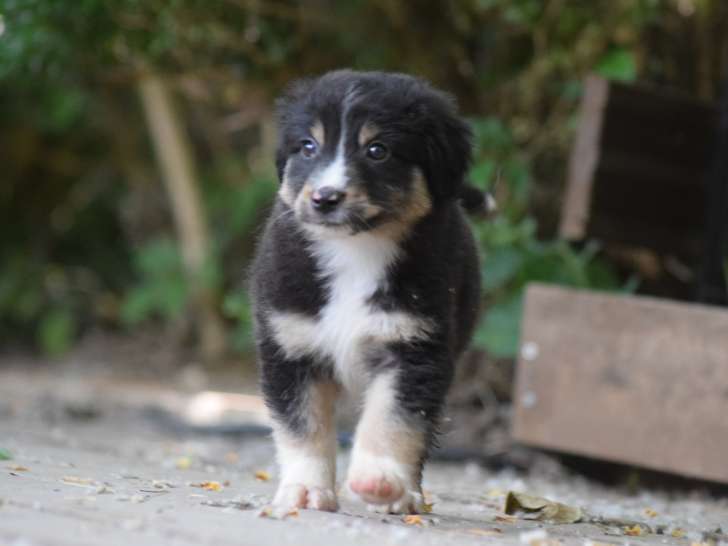 Chiot Berger Américain Miniature à vendre