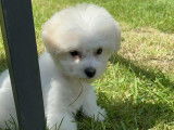 Chiots Bichon Frisé à vendre
