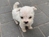 Chiots Bichon Frisé à vendre