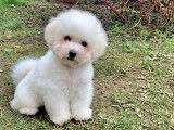 Chiots Bichon Frisé à vendre