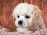 Chiots Bichon Frisé à vendre