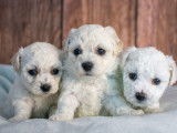 Chiots Bichon Frisé à vendre