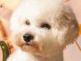 Chiots Bichon Frisé à vendre