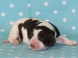 Chiots Épagneuls Français LOF disponibles à la vente