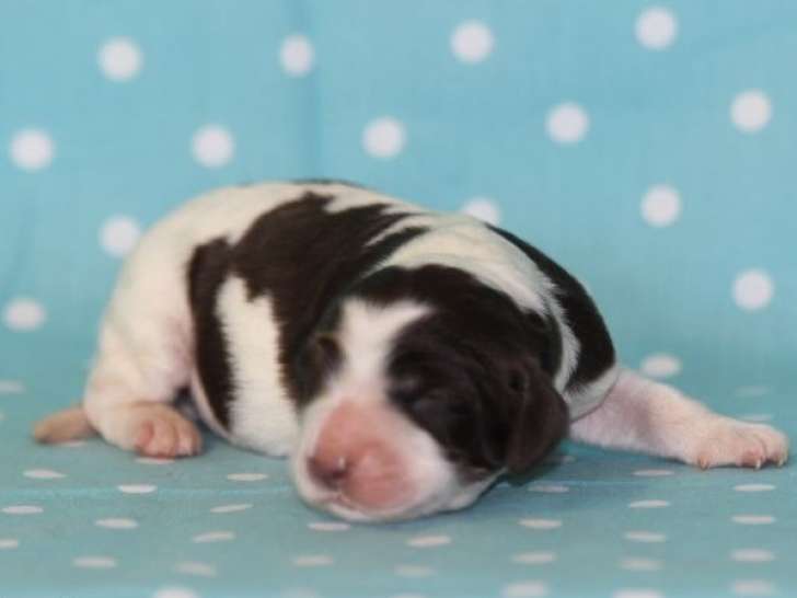 Chiots Épagneuls Français LOF disponibles à la vente
