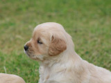 4 chiots mâles Golden Retriever LOF à réserver