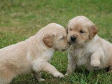 4 chiots mâles Golden Retriever LOF à réserver
