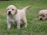 4 chiots mâles Golden Retriever LOF à réserver