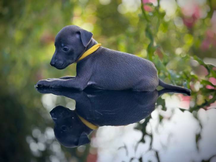 Chiot mâle de type Petit Lévrier Italien à vendre
