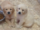 À réserver, 4 chiots mâles Golden Retriever (LOF)