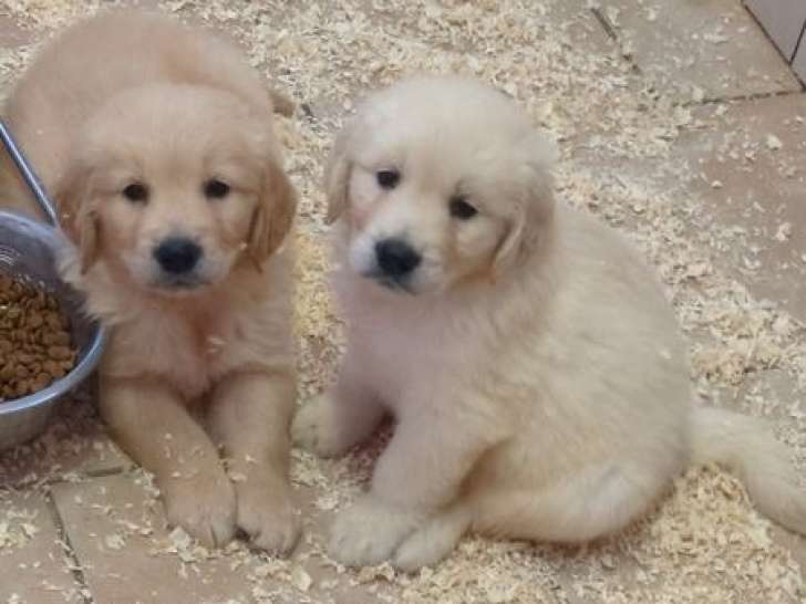 À réserver, 4 chiots mâles Golden Retriever (LOF)