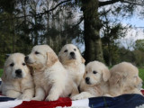9 chiots Golden Retriever LOF à vendre