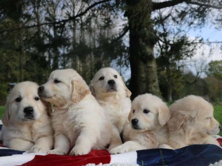 9 chiots Golden Retriever LOF à vendre