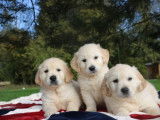 9 chiots Golden Retriever LOF à vendre