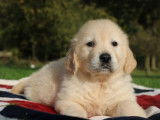 9 chiots Golden Retriever LOF à vendre