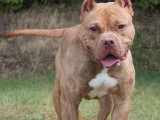 Chien American Bully de 3 ans en attente d'adoption