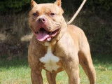 Chien American Bully de 3 ans en attente d'adoption