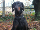 Chien Dobermann noir prêt pour l’adoption