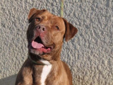 Adoption disponible : chienne chocolat