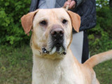 À la recherche d'une famille : chien âgé de 6 ans