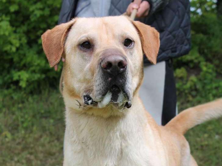 À la recherche d'une famille : chien âgé de 6 ans