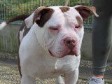 À adopter, chien American Bully marron et blanc