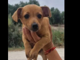 Disponible à l'adoption, chiot femelle de 2 mois