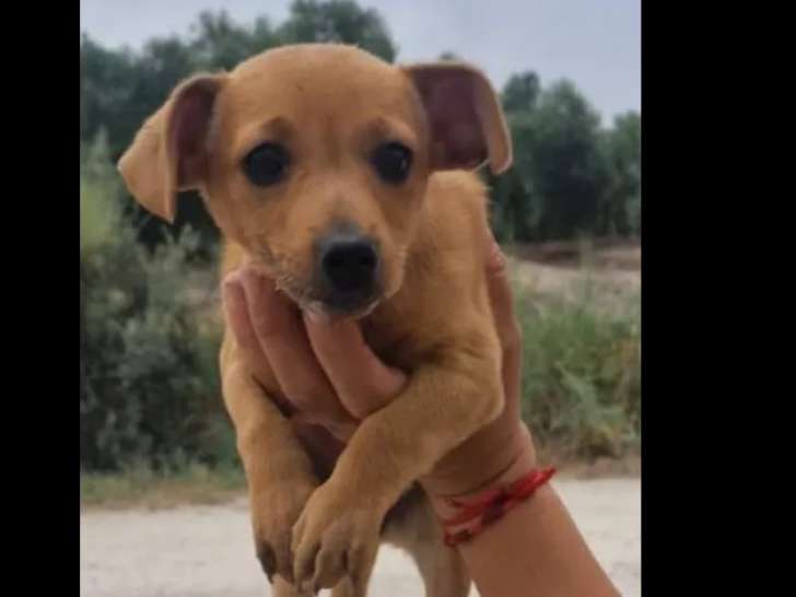 Disponible à l'adoption, chiot femelle de 2 mois