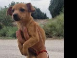 Disponible à l'adoption, chiot femelle de 2 mois
