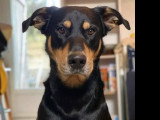 En attente d'adoption, chien noir et feu