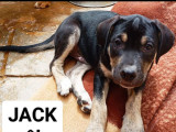 À accueillir, chiot mâle de 3 mois