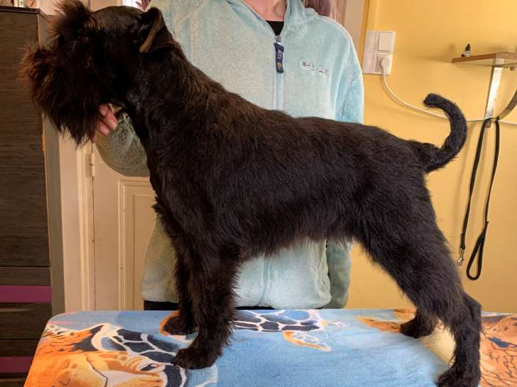 Femelle Schnauzer Nain noire pour retraite