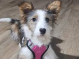 Adoption disponible : chiot femelle tricolore