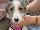 Adoption disponible : chiot femelle tricolore