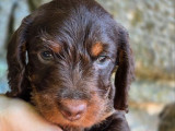 1 chiot mâle Teckel Nain poil dur LOF à réserver